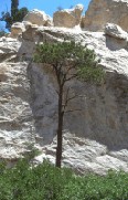 A small pine tree